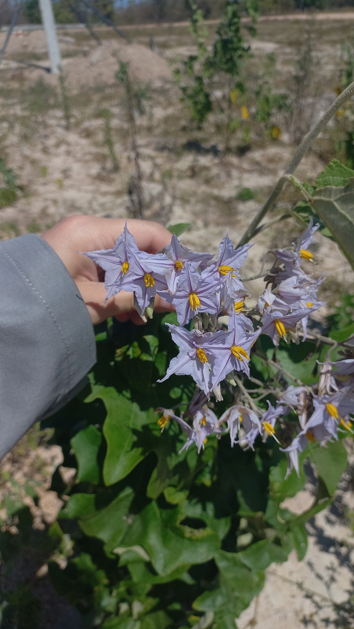 Solanum paniculatum