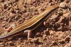 Trachylepis quinquetaeniata