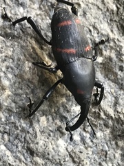 Cactophagus spinolae