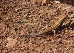 Trachylepis quinquetaeniata