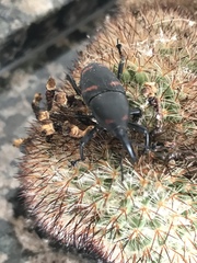 Cactophagus spinolae