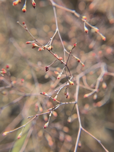 Image of Eriogonum parishii by (c) Cristhian Mace, some rights reserved (CC BY)