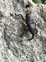 Cactophagus spinolae