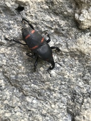 Cactophagus spinolae