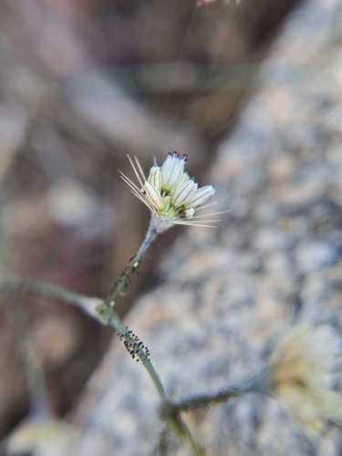 Image of Acanthoscyphus parishii by (c) Cristhian Mace, some rights reserved (CC BY)