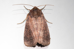 Eriopygini