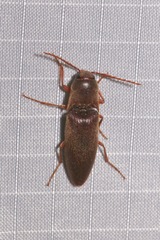 Diplostethus carolinensis