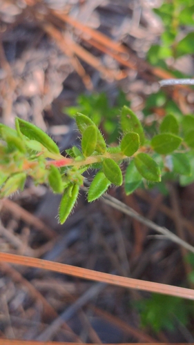 Image of Kalmia hirsuta by (c) Kiany Perez, some rights reserved (CC BY)