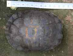Sahelian Helmeted Turtle photo 3