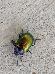 Chrysolina auripennis