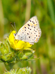 Lycaena cupreus