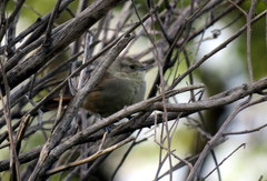 Phacellodomus sibilatrix