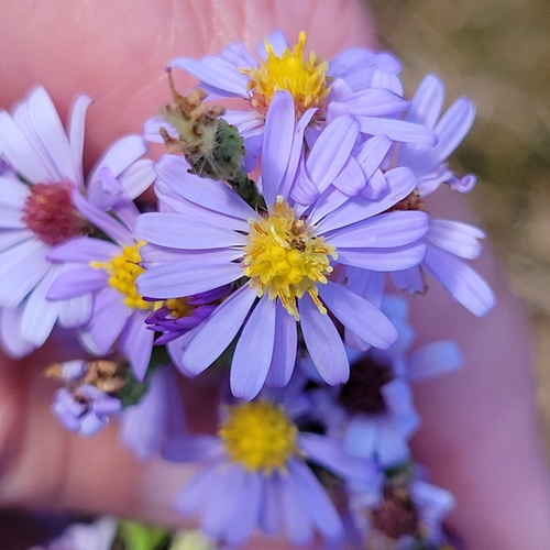 Image of Symphyotrichum undulatum by (c) Matt Pelikan, some rights reserved (CC BY)
