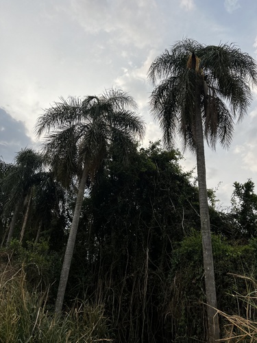 Queen palm