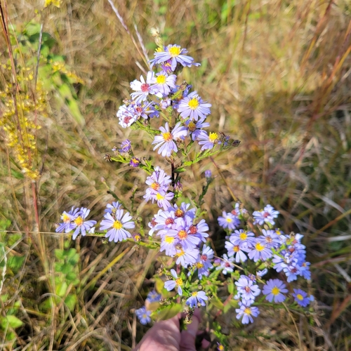 Image of Symphyotrichum undulatum by (c) Matt Pelikan, some rights reserved (CC BY)