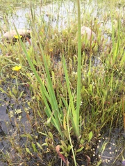 Juncus xiphioides