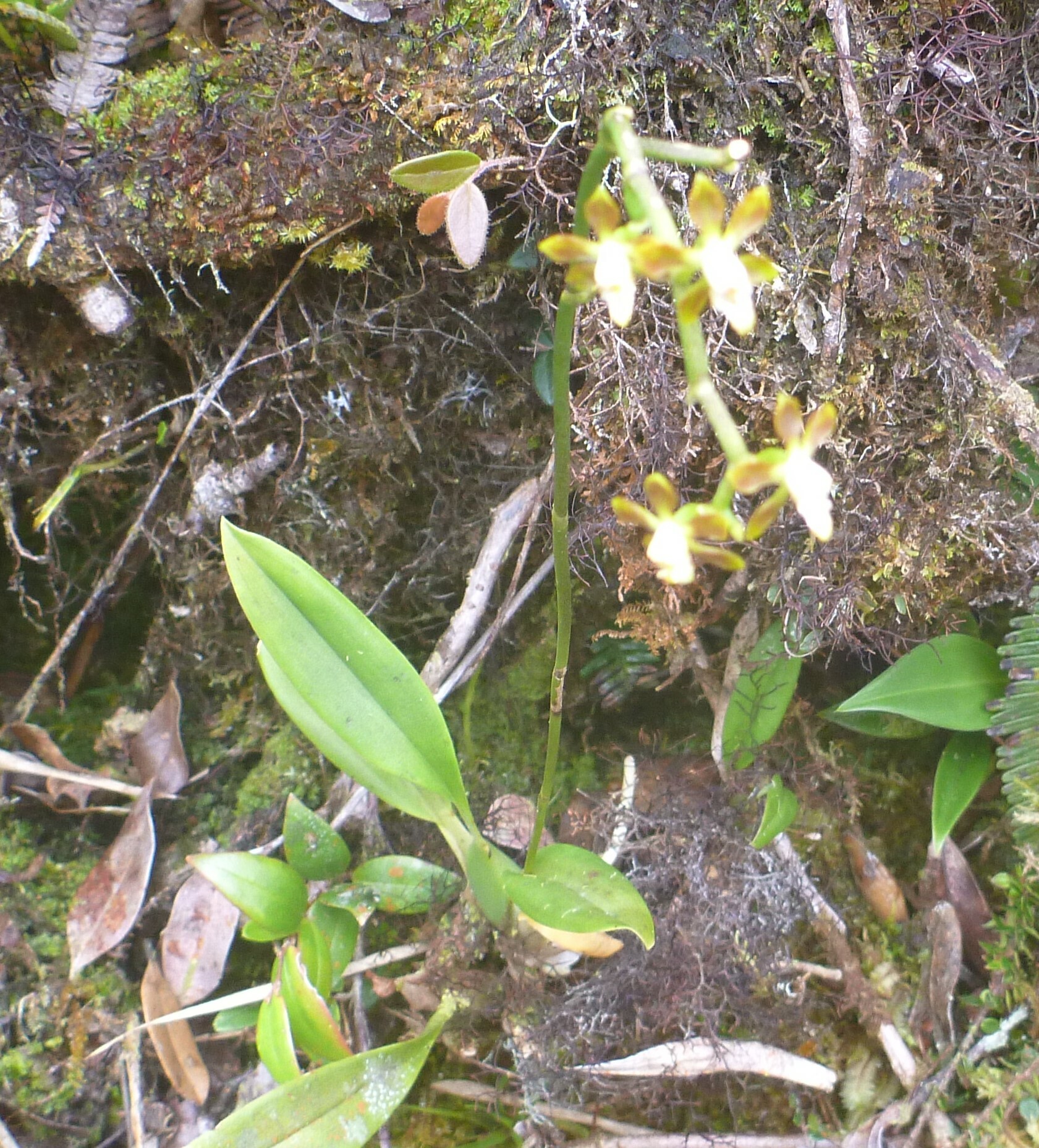 Cyrtochilum ligulatum (Rchb.f.) Dalström