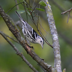 Black-And-White Warbler photo 6