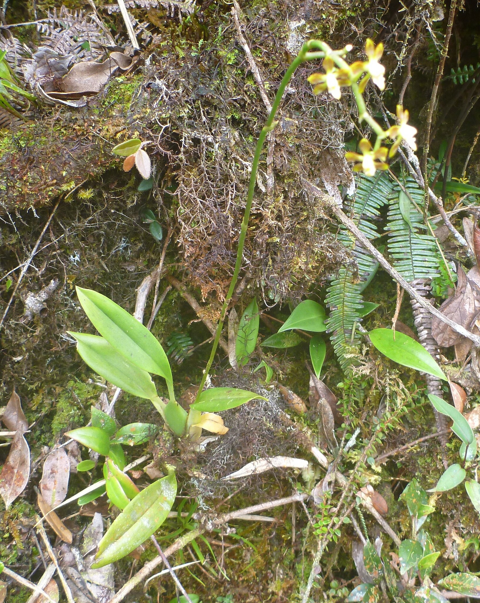 Cyrtochilum ligulatum (Rchb.f.) Dalström 2