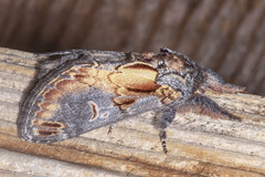 Notodonta scitipennis