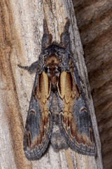 Notodonta scitipennis
