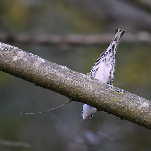Foto de Black-and-white Warbler