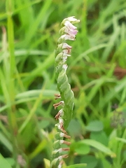 Spiranthes sinensis