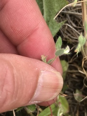 Acmispon americanus americanus