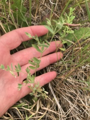 Acmispon americanus americanus