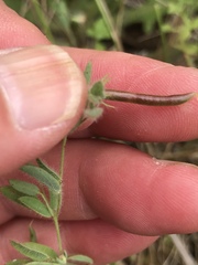 Acmispon americanus americanus