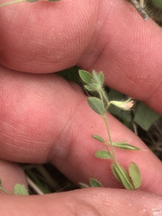 Acmispon americanus americanus