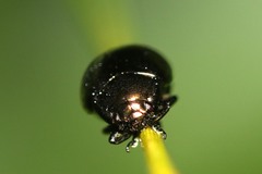 Chrysolina oricalcia