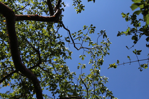 Bursera ovalifolia (Schltdl.) Engl.
