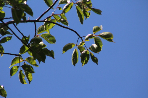 Bursera ovalifolia (Schltdl.) Engl. 2