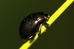 Chrysolina oricalcia