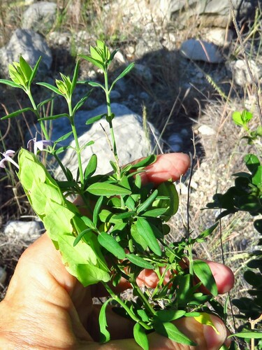 Image of Yeatesia platystegia by (c) Annika Lindqvist, some rights reserved (CC BY)