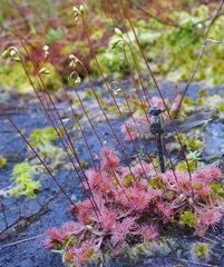 Leucorrhinia intacta