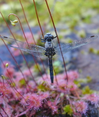 Leucorrhinia intacta
