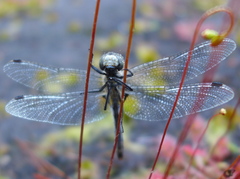 Leucorrhinia intacta