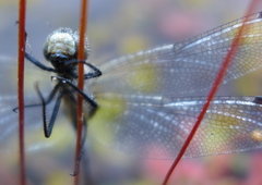 Leucorrhinia intacta