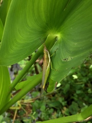 Stenacris vitreipennis