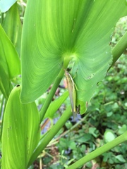 Stenacris vitreipennis