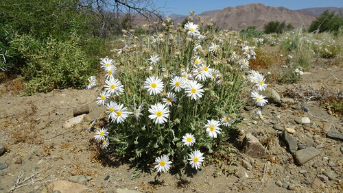 Image of Arctotis leiocarpa by (c) Paul Emms, some rights reserved (CC BY-SA)