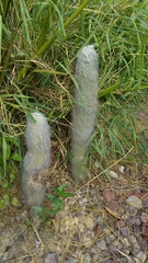 Cephalocereus senilis