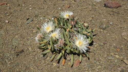 Quartz Fingerfig (Cylindrophyllum tugwelliae)