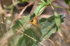 Phyciodes mylitta