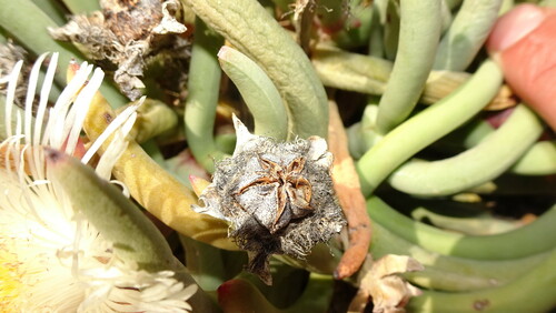 Image of Cylindrophyllum tugwelliae by (c) Paul Emms, some rights reserved (CC BY-SA)