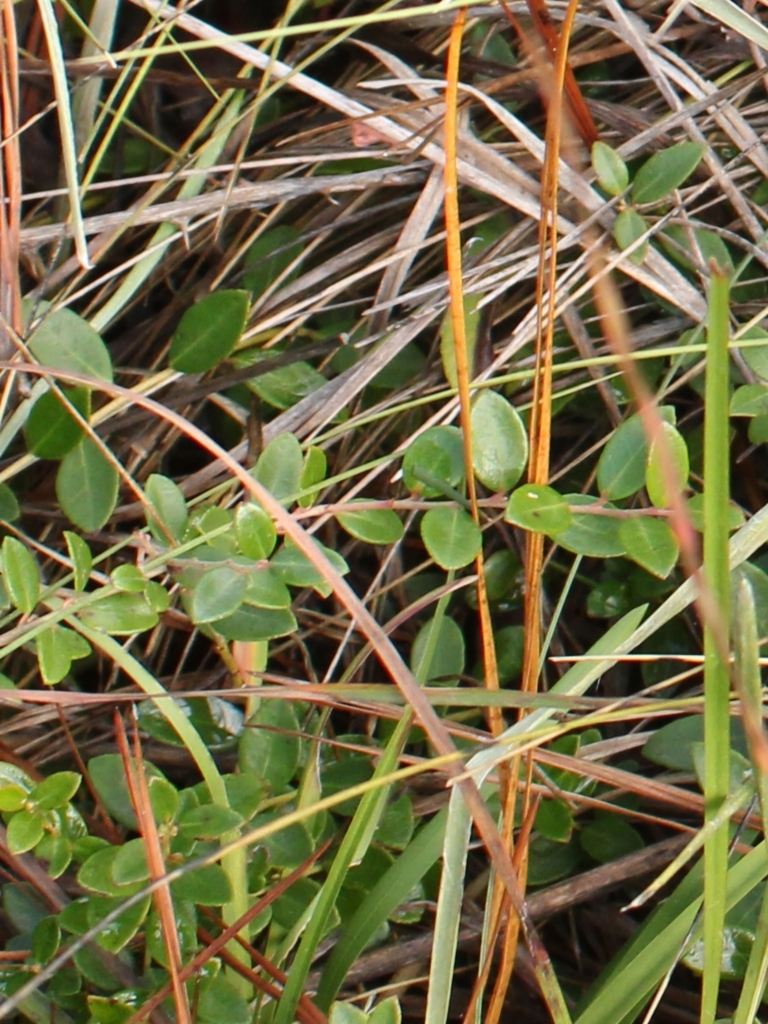 Creeping Blueberry from Conway, SC 29526, USA on October 14, 2023 at 11 ...