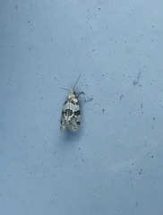 Aethes argentilimitana