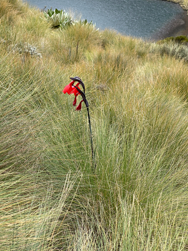 Image of Gladiolus watsonioides by (c) Jared Lincenberg, some rights reserved (CC BY)
